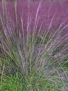 Pink Muhly Grass, Hair-awn Muhly Grass
/ Muhlenbergia capillaris